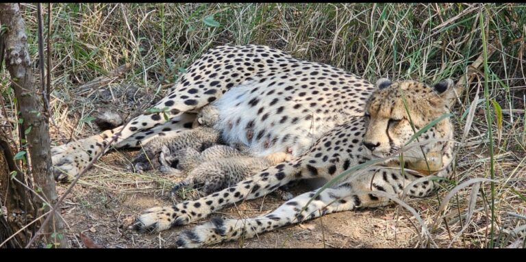 मध्य प्रदेश के कूनो राष्ट्रीय उद्यान में गामिनी ने दिए तीन शावकों को जन्म, भारत में चीतों की संख्या बढ़कर 38