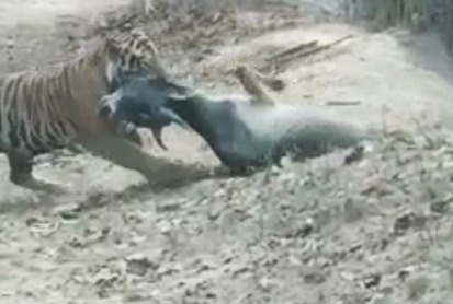 बांधवगढ़ में टाइगर का लाइव वीडियो वायरल, सड़क किनारे बैल का शिकार करता दिखा बाघ