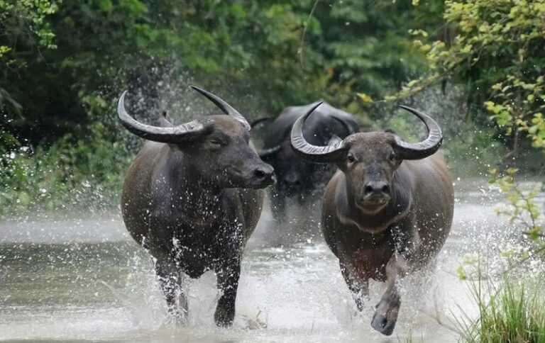 काजीरंगा से एमपी पहुंचे जंगली भैंसे: सीएम मोहन यादव ने कान्हा में किया पुनर्स्थापन का शुभारंभ