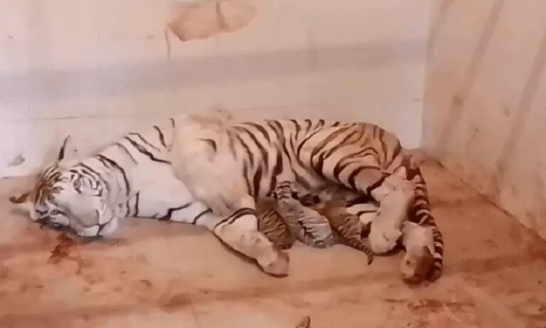 ग्वालियर के गांधी उद्यान में सफेद बाघिन मीरा ने दिए 3 शावकों को जन्म