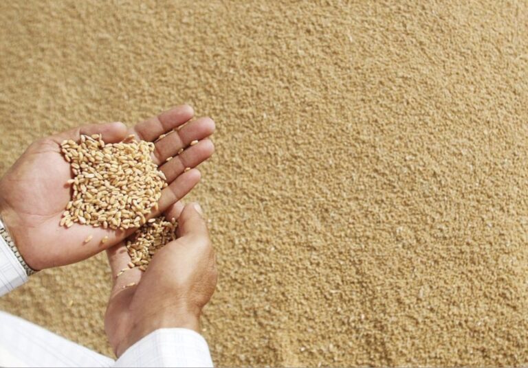 देश में गेहूं उत्पादन मजबूत, 3.34 करोड़ हेक्टेयर बुवाई के बाद बेहतर पैदावार