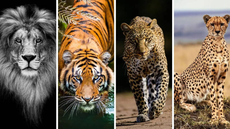बड़ी बिल्लियों के संरक्षण पर केंद्र का फोकस, 5 राज्यों में होंगे थीम आधारित कार्यक्रम
