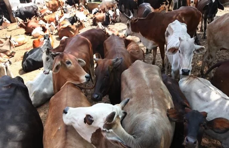 बंगाल में बकरीद से पहले गाय की कुर्बानी पर सख्ती, किसान और मुस्लिम समुदाय नाराज