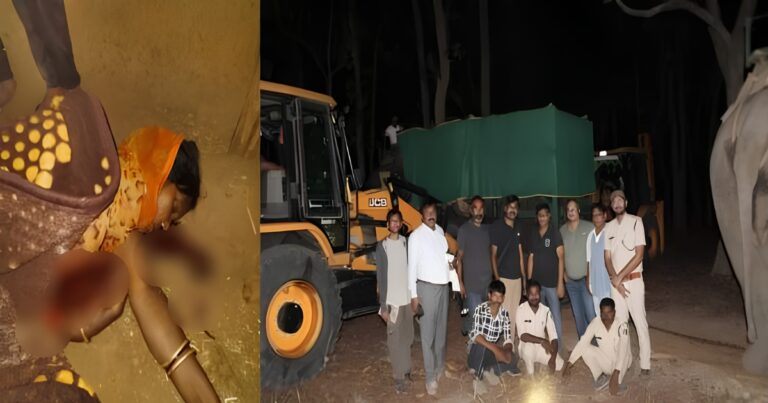 बांधवगढ़ में बाघ का हमला: घर में घुसकर महिला को बनाया शिकार, गुस्साए ग्रामीणों ने वन अमले को घेरा