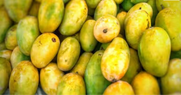 Rotten Mangoes: सावधान! मार्केट में बिक रहा सड़े और कीड़ों वाले आम का जूस, हो सकती है ये गंभीर बीमारी